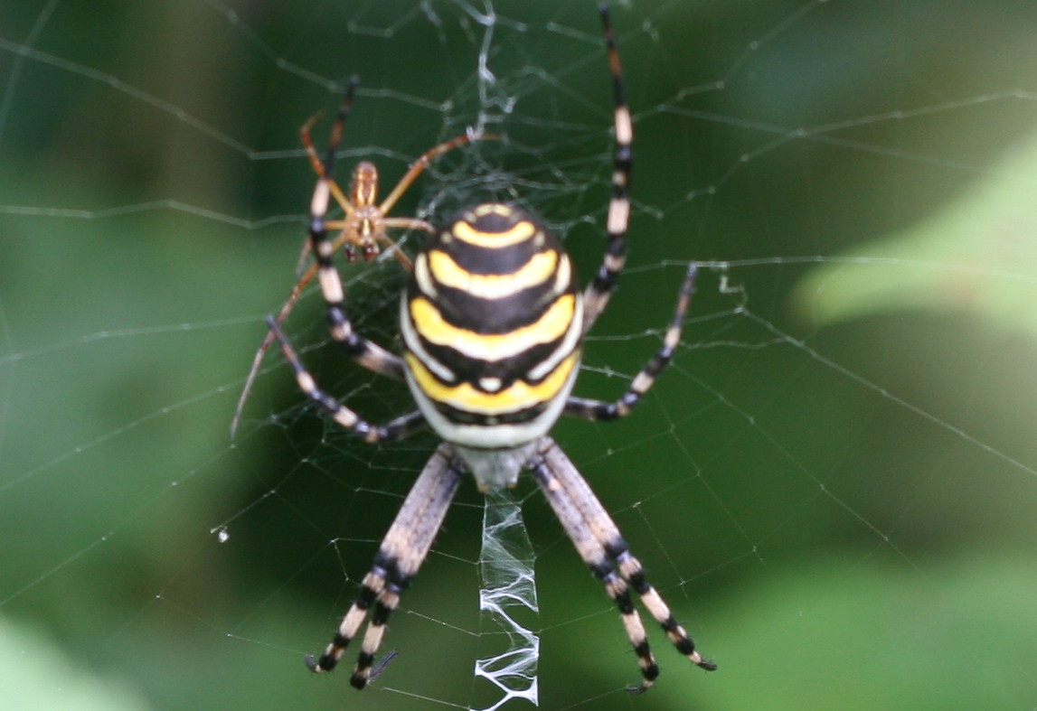 Argiope bruennichi